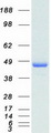 TRAF1 Protein - Purified recombinant protein TRAF1 was analyzed by SDS-PAGE gel and Coomassie Blue Staining