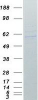 TRAF2 Protein - Purified recombinant protein TRAF2 was analyzed by SDS-PAGE gel and Coomassie Blue Staining