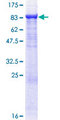 TRAF3 Protein - 12.5% SDS-PAGE of human TRAF3 stained with Coomassie Blue