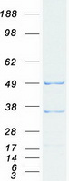 TRAF3 Protein - Purified recombinant protein TRAF3 was analyzed by SDS-PAGE gel and Coomassie Blue Staining