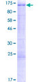 TRAF3IP1 Protein - 12.5% SDS-PAGE of human TRAF3IP1 stained with Coomassie Blue