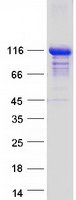TRAF3IP1 Protein - Purified recombinant protein TRAF3IP1 was analyzed by SDS-PAGE gel and Coomassie Blue Staining
