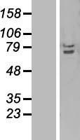 TRAF3IP2 / ACT1 Protein - Western validation with an anti-DDK antibody * L: Control HEK293 lysate R: Over-expression lysate