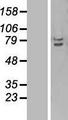 TRAF3IP2 / ACT1 Protein - Western validation with an anti-DDK antibody * L: Control HEK293 lysate R: Over-expression lysate