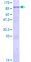 TRAF3IP2 / ACT1 Protein - 12.5% SDS-PAGE of human TRAF3IP2 stained with Coomassie Blue