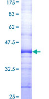 TRAF3IP2 / ACT1 Protein - 12.5% SDS-PAGE Stained with Coomassie Blue.