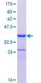 TRAF3IP3 Protein - 12.5% SDS-PAGE Stained with Coomassie Blue.