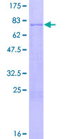 TRAF4 Protein - 12.5% SDS-PAGE of human TRAF4 stained with Coomassie Blue