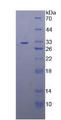 TRAF4 Protein - Recombinant TNF Receptor Associated Factor 4 By SDS-PAGE
