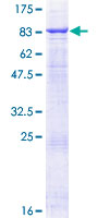 TRAF5 Protein - 12.5% SDS-PAGE of human TRAF5 stained with Coomassie Blue