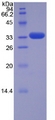 TRAF5 Protein - Recombinant TNF Receptor Associated Factor 5 By SDS-PAGE