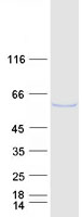 TRAF5 Protein - Purified recombinant protein TRAF5 was analyzed by SDS-PAGE gel and Coomassie Blue Staining