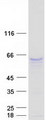 TRAF6 Protein - Purified recombinant protein TRAF6 was analyzed by SDS-PAGE gel and Coomassie Blue Staining