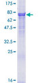 TRAF7 Protein - 12.5% SDS-PAGE of human TRAF7 stained with Coomassie Blue