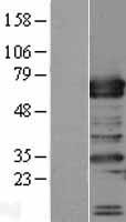 TRAFD1 / FLN29 Protein - Western validation with an anti-DDK antibody * L: Control HEK293 lysate R: Over-expression lysate