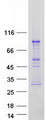 TRAFD1 / FLN29 Protein - Purified recombinant protein TRAFD1 was analyzed by SDS-PAGE gel and Coomassie Blue Staining