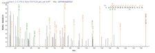 TRAIP / TRIP Protein - Based on the SEQUEST from database of E.coli host and target protein, the LC-MS/MS Analysis result of Recombinant Human E3 ubiquitin-protein ligase TRAIP(TRAIP) could indicate that this peptide derived from E.coli-expressed Homo sapiens (Human) TRAIP.