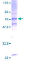 TRAM1 Protein - 12.5% SDS-PAGE of human TRAM1 stained with Coomassie Blue
