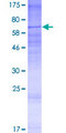 TRAM1L1 Protein - 12.5% SDS-PAGE of human TRAM1L1 stained with Coomassie Blue