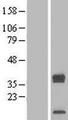 TRAM2 Protein - Western validation with an anti-DDK antibody * L: Control HEK293 lysate R: Over-expression lysate