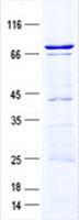 Translokin / CEP57 Protein