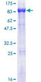 Transportin-SR / TNPO3 Protein - 12.5% SDS-PAGE of human TNPO3 stained with Coomassie Blue