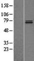 TRAP1 / HSP75 Protein - Western validation with an anti-DDK antibody * L: Control HEK293 lysate R: Over-expression lysate
