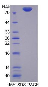 TRAP1 / HSP75 Protein - Recombinant Heat Shock Protein 75kDa, Mitochondrial By SDS-PAGE