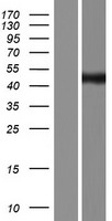 TRAPPC13 / C5orf44 Protein - Western validation with an anti-DDK antibody * L: Control HEK293 lysate R: Over-expression lysate