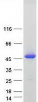 TRAPPC13 / C5orf44 Protein - Purified recombinant protein TRAPPC13 was analyzed by SDS-PAGE gel and Coomassie Blue Staining