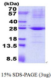 TRAPPC4 / Synbindin Protein