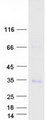 TRAT1 / TRIM Protein - Purified recombinant protein TRAT1 was analyzed by SDS-PAGE gel and Coomassie Blue Staining