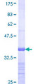 TRB3 / TRIB3 Protein - 12.5% SDS-PAGE Stained with Coomassie Blue.