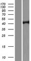 TRDMT1 / DNMT2 Protein - Western validation with an anti-DDK antibody * L: Control HEK293 lysate R: Over-expression lysate