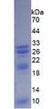 TREM1 Protein - Recombinant Triggering Receptor Expressed On Myeloid Cells 1 By SDS-PAGE