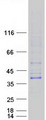 TREML1 / TLT1 Protein - Purified recombinant protein TREML1 was analyzed by SDS-PAGE gel and Coomassie Blue Staining