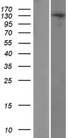 TRERF1 Protein - Western validation with an anti-DDK antibody * L: Control HEK293 lysate R: Over-expression lysate
