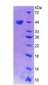 TREX1 Protein - Recombinant Three Prime Repair Exonuclease 1 By SDS-PAGE