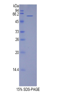 TRF1 / TERF1 Protein - Recombinant Telomeric Repeat Binding Factor 1 By SDS-PAGE