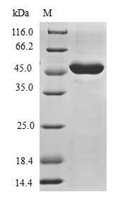 TRIAP1 Protein - (Tris-Glycine gel) Discontinuous SDS-PAGE (reduced) with 5% enrichment gel and 15% separation gel.