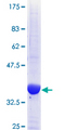 TRIB1 Protein - 12.5% SDS-PAGE Stained with Coomassie Blue.
