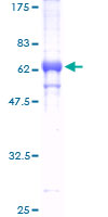 TRIB2 Protein - 12.5% SDS-PAGE of human TRIB2 stained with Coomassie Blue