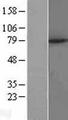 TRIM1 / MID2 Protein - Western validation with an anti-DDK antibody * L: Control HEK293 lysate R: Over-expression lysate