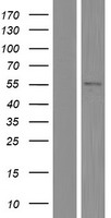 TRIM10 Protein - Western validation with an anti-DDK antibody * L: Control HEK293 lysate R: Over-expression lysate