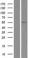 TRIM10 Protein - Western validation with an anti-DDK antibody * L: Control HEK293 lysate R: Over-expression lysate