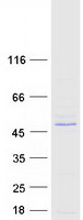 TRIM10 Protein - Purified recombinant protein TRIM10 was analyzed by SDS-PAGE gel and Coomassie Blue Staining