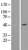 TRIM13 Protein - Western validation with an anti-DDK antibody * L: Control HEK293 lysate R: Over-expression lysate