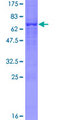 TRIM13 Protein - 12.5% SDS-PAGE of human RFP2 stained with Coomassie Blue