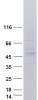 TRIM13 Protein - Purified recombinant protein TRIM13 was analyzed by SDS-PAGE gel and Coomassie Blue Staining