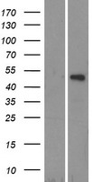 TRIM14 Protein - Western validation with an anti-DDK antibody * L: Control HEK293 lysate R: Over-expression lysate